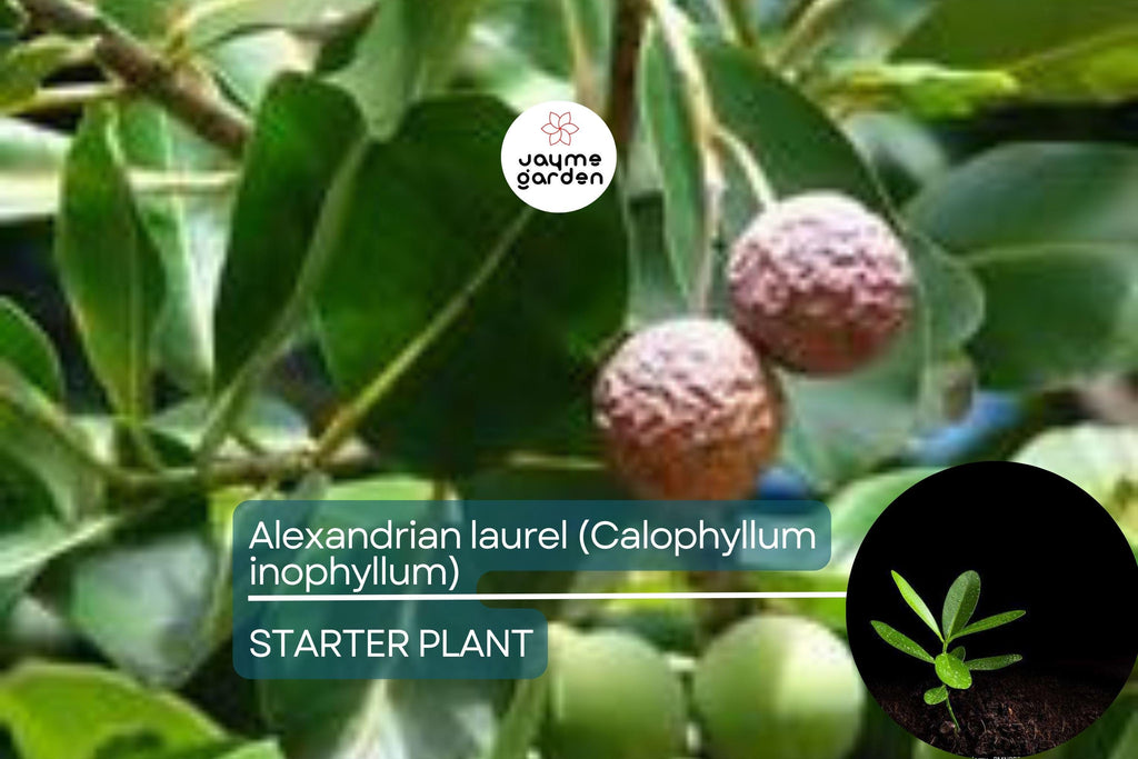 Ball Nut / Alexandrian Laurel (Calophyllum inophyllum) Live Tropical Tree 12”-24” – Elegant Ornamental and Versatile Uses