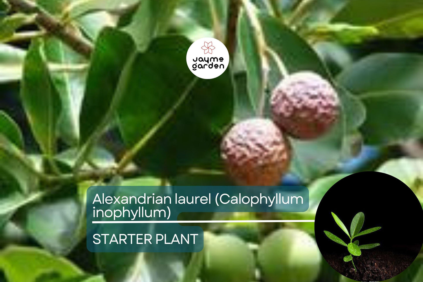 Ball Nut / Alexandrian Laurel (Calophyllum inophyllum) Live Tropical Tree 12”-24” – Elegant Ornamental and Versatile Uses
