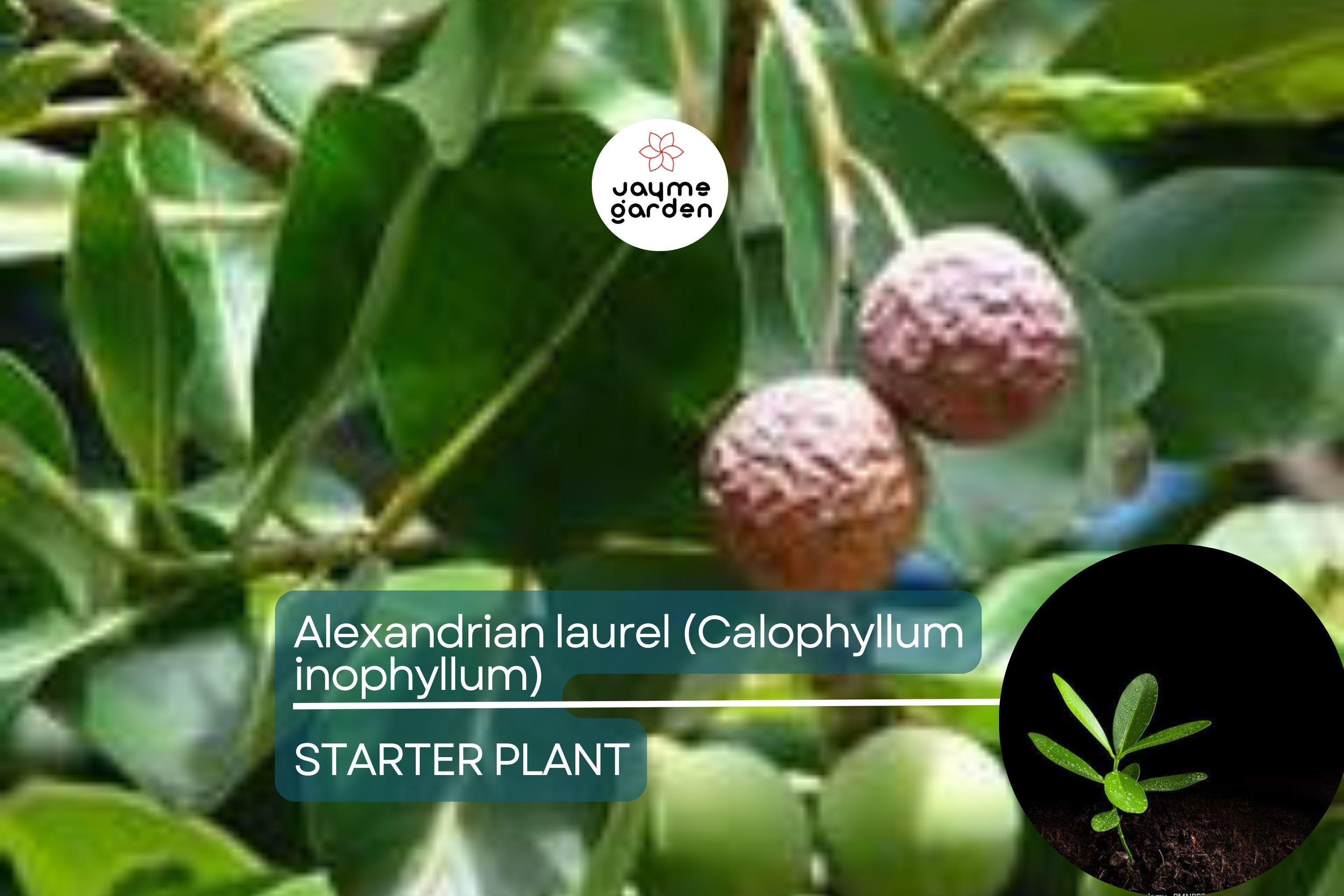 Ball Nut / Alexandrian Laurel (Calophyllum inophyllum) Live Tropical Tree 12”-24” – Elegant Ornamental and Versatile Uses