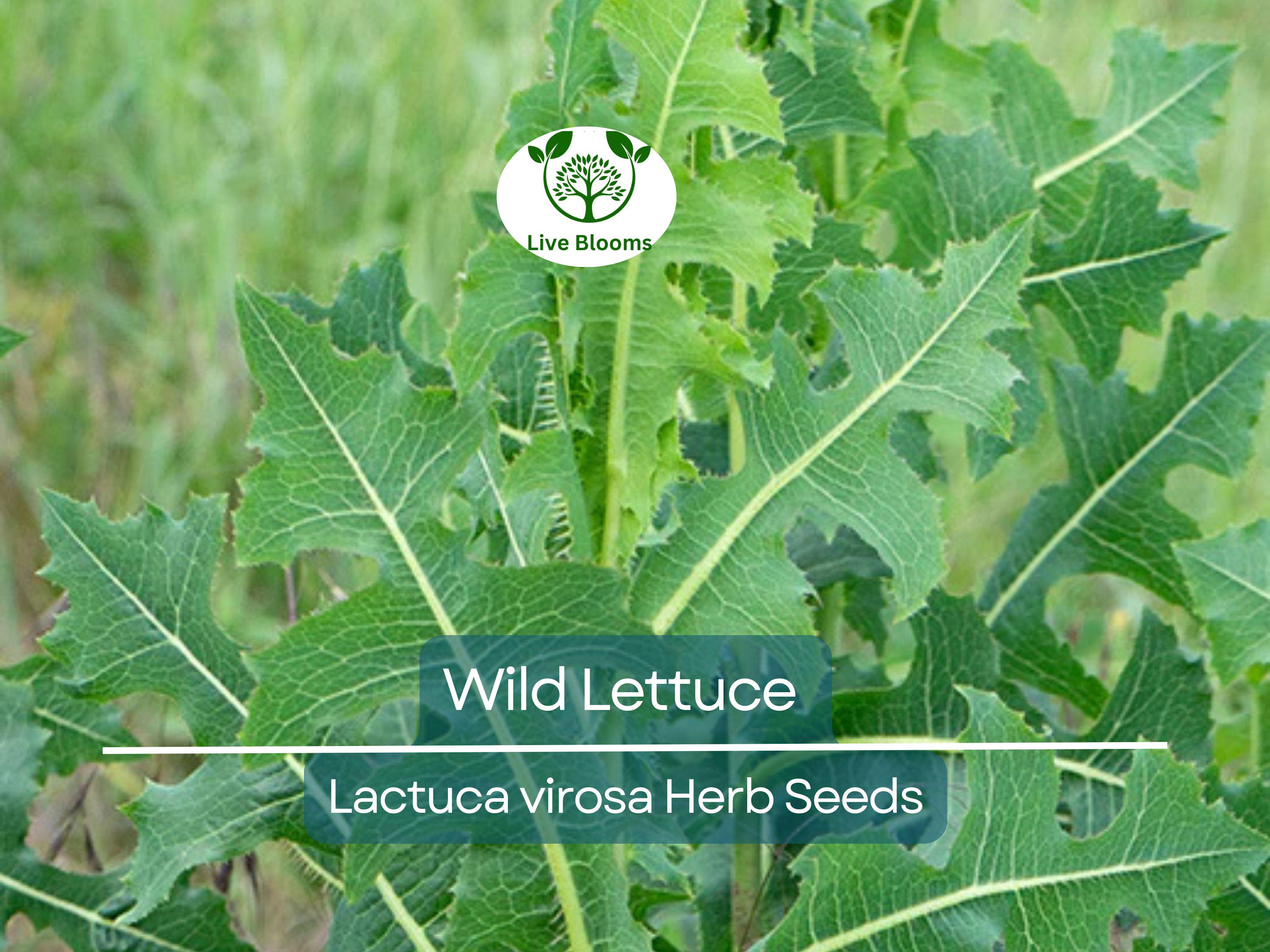 25 Wild Lettuce Seeds (Lactuca Virosa) | Organic Herb Seeds for Planting