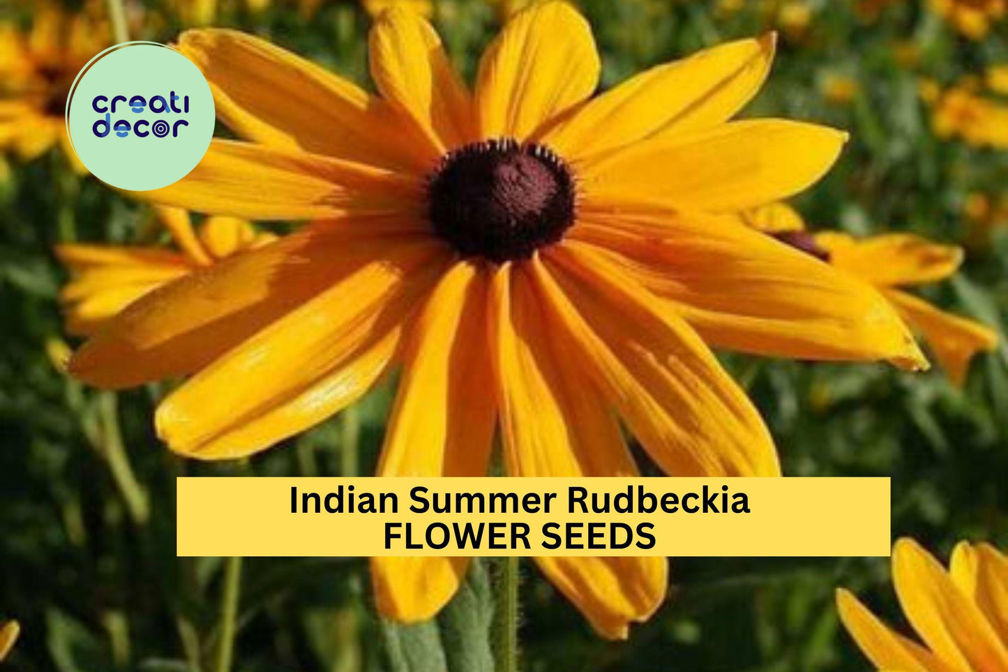 200+ Indian Summer Rudbeckia Seeds – Giant Golden Blooms for Garden Planting, Long-Lasting Perennials for Borders & Beds – USA