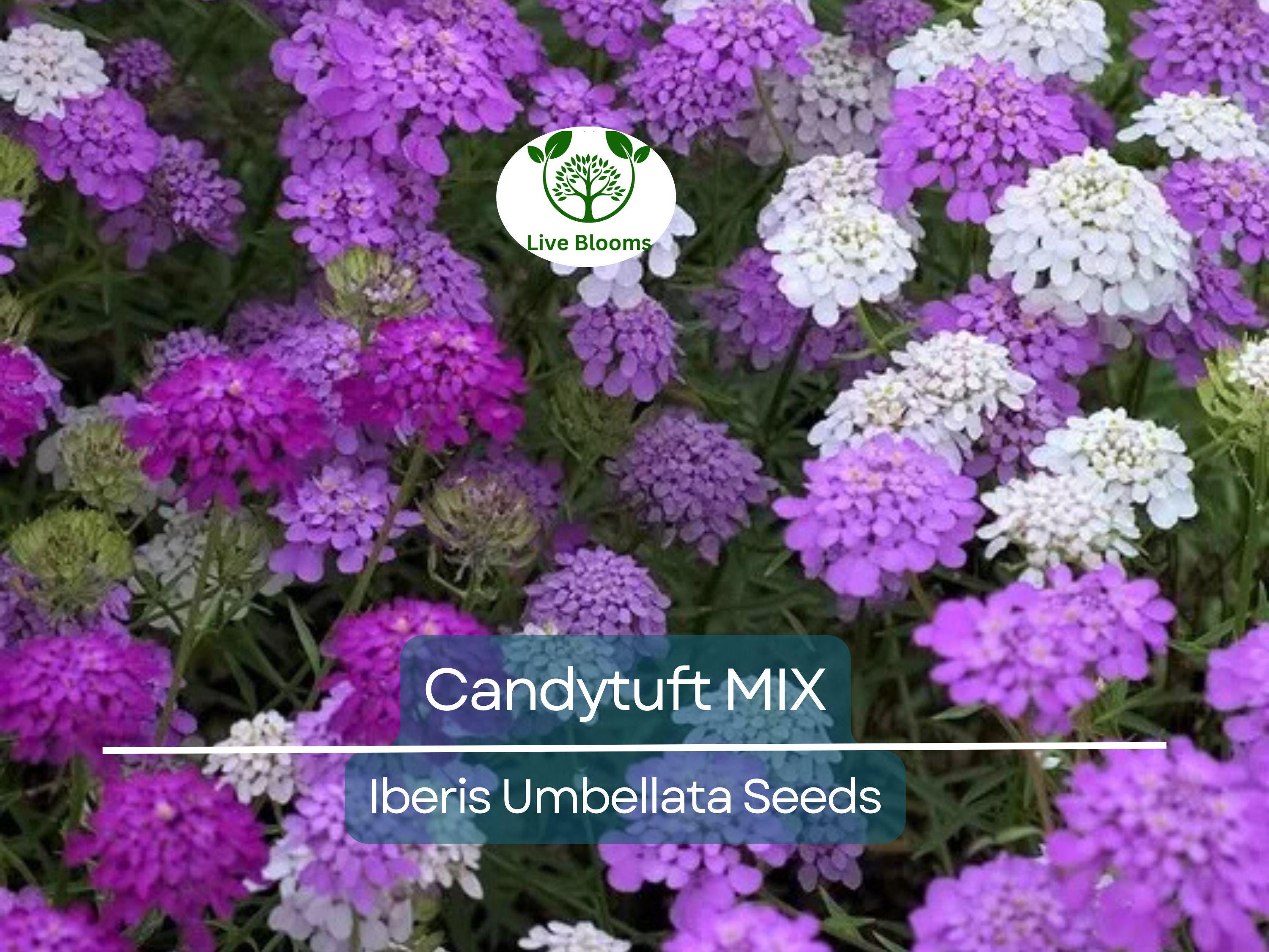 1000 Candytuft MIXED COLORS Seeds, Ground Cover, Pollinators, Fragrant Flowers, Iberis Umbellata, Non-GMO, Hardy, Garden Plants
