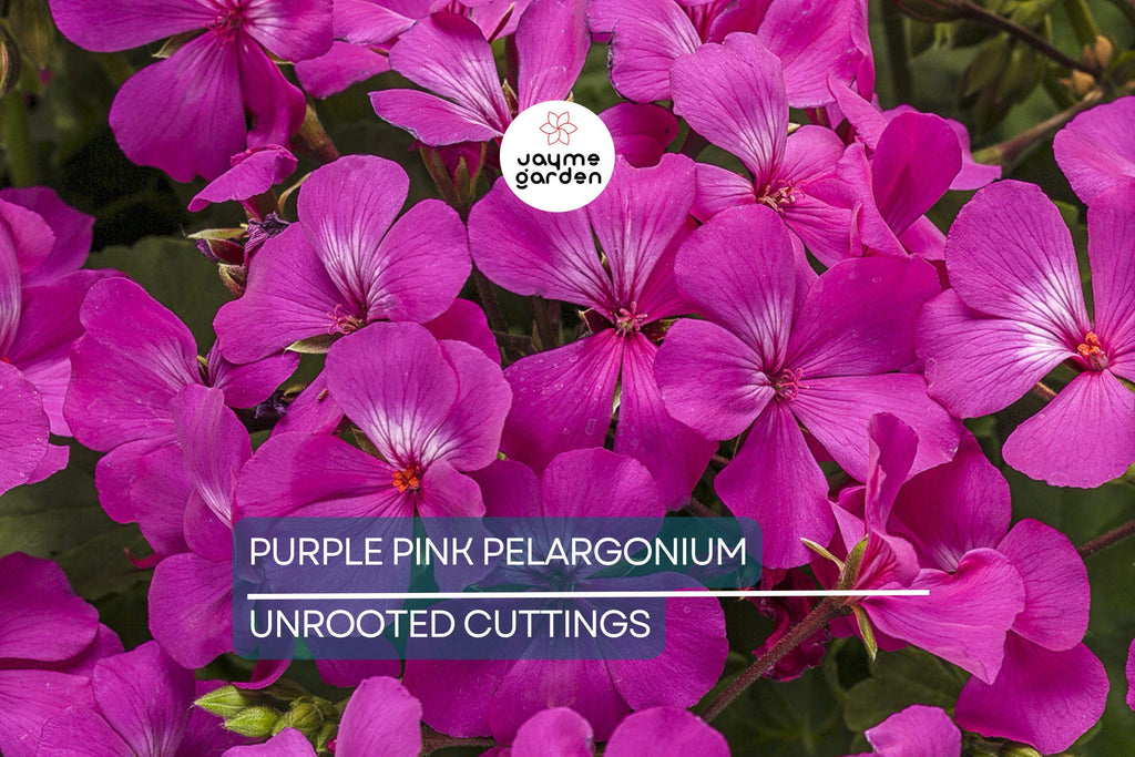 3 Stunning Purple Pink Pelargonium Regal Geranium 6” Live Plant Cuttings – Orchid-Like Flowers, Easy Care, Root & Grow Fast