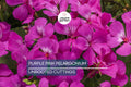 3 Stunning Purple Pink Pelargonium Regal Geranium 6” Live Plant Cuttings – Orchid-Like Flowers, Easy Care, Root & Grow Fast