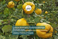 Quince Aromatic 'Aromatnaya' | 4 Hardwood Cuttings | Pineapple-Like Flavor | Self-Fertile | Disease-Resistant | Perfect for Cooking