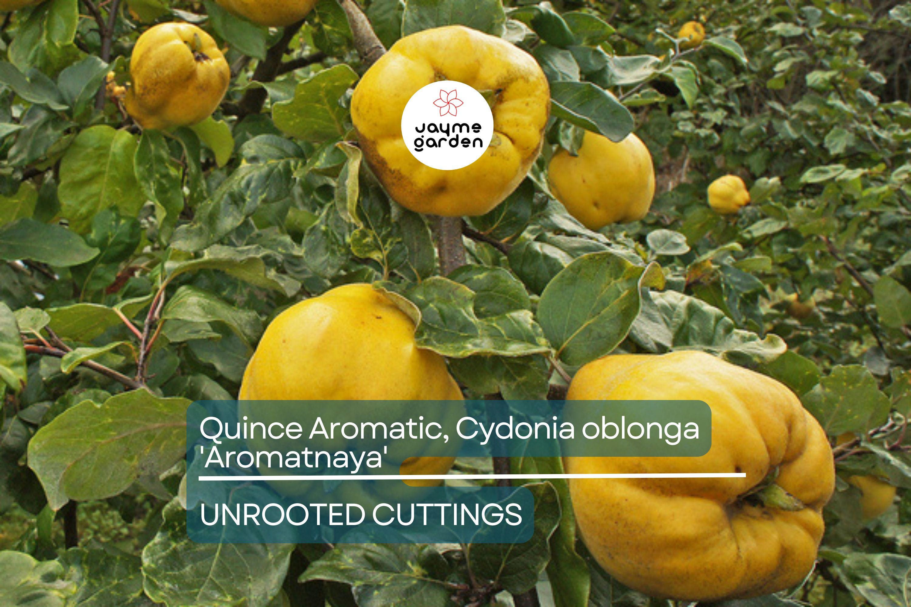 Quince Aromatic 'Aromatnaya' | 4 Hardwood Cuttings | Pineapple-Like Flavor | Self-Fertile | Disease-Resistant | Perfect for Cooking
