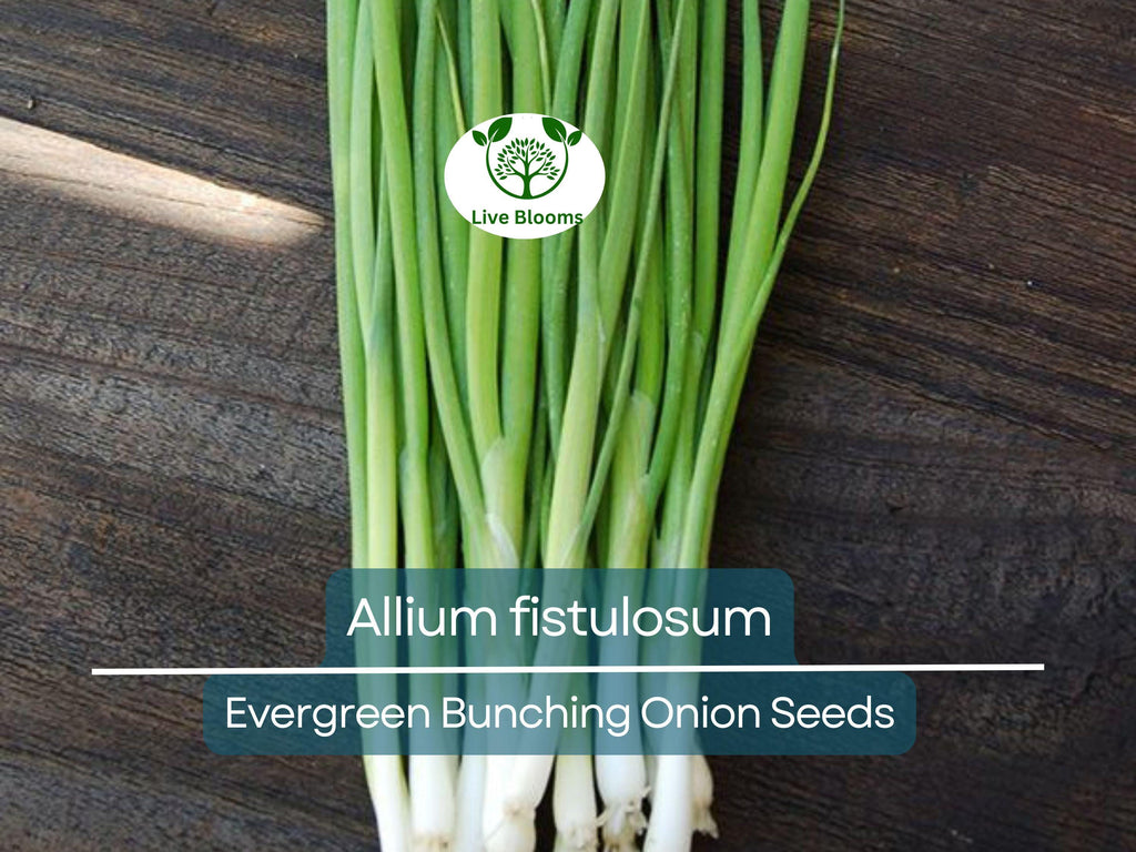 250 mg Onion Evergreen Bunching Seeds for Planting - Perennial, Hardy Green Onion Variety for Vegetable Gardens, Spring & Summer Crops