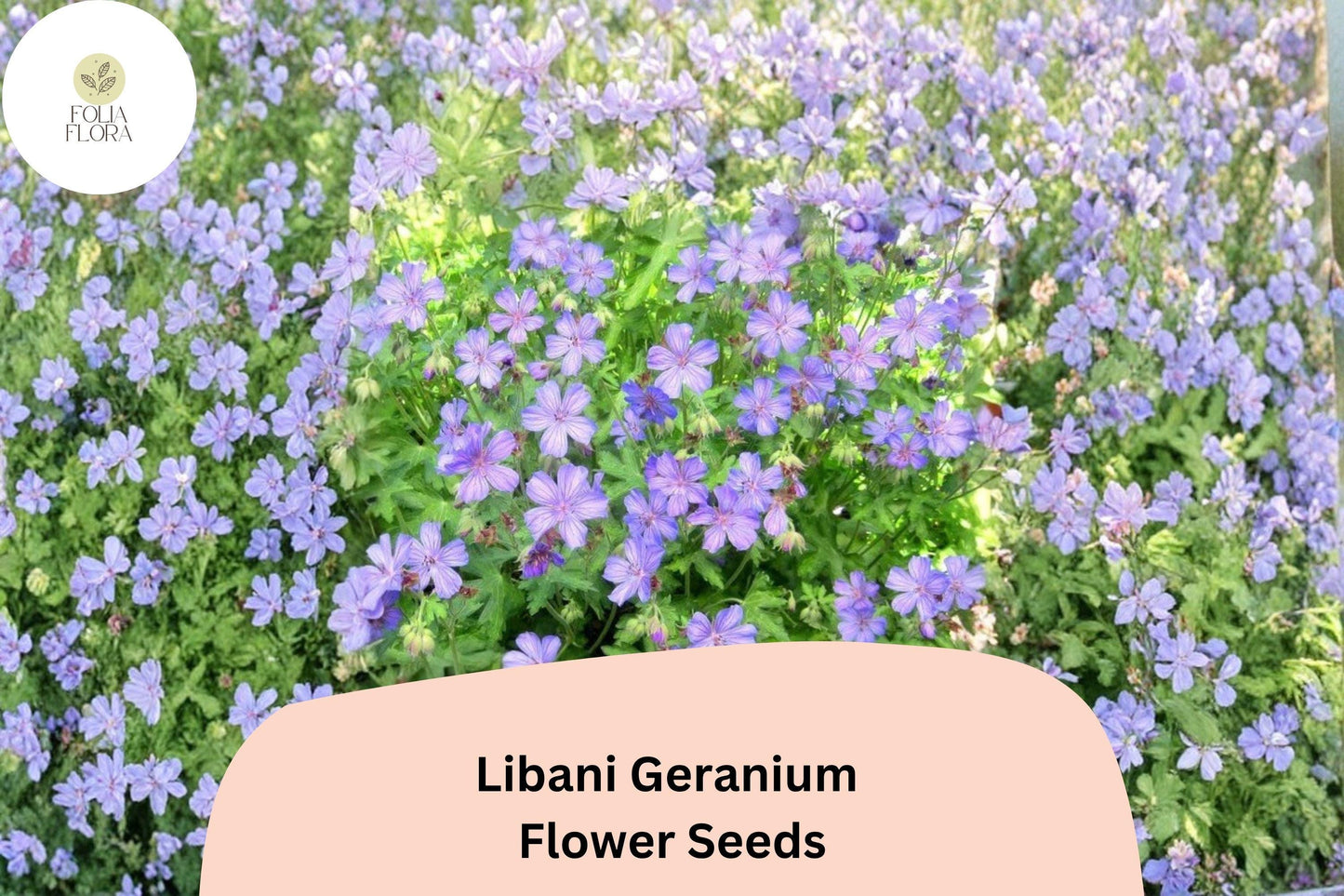 25+ Libani Geranium Seeds for Garden Planting – Purple Flowers, Hardy Perennial