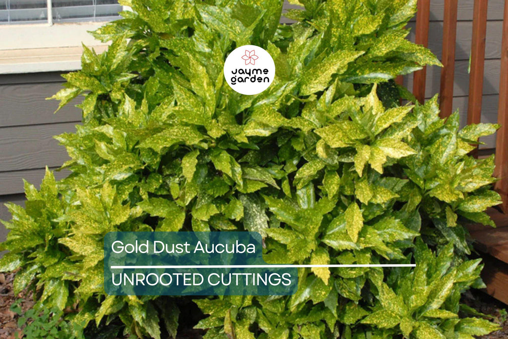 5 Gold Dust Aucuba Shrub Cuttings (6") for Rooting - Green Shrubbery with Speckled Foliage, Easy to Propagate