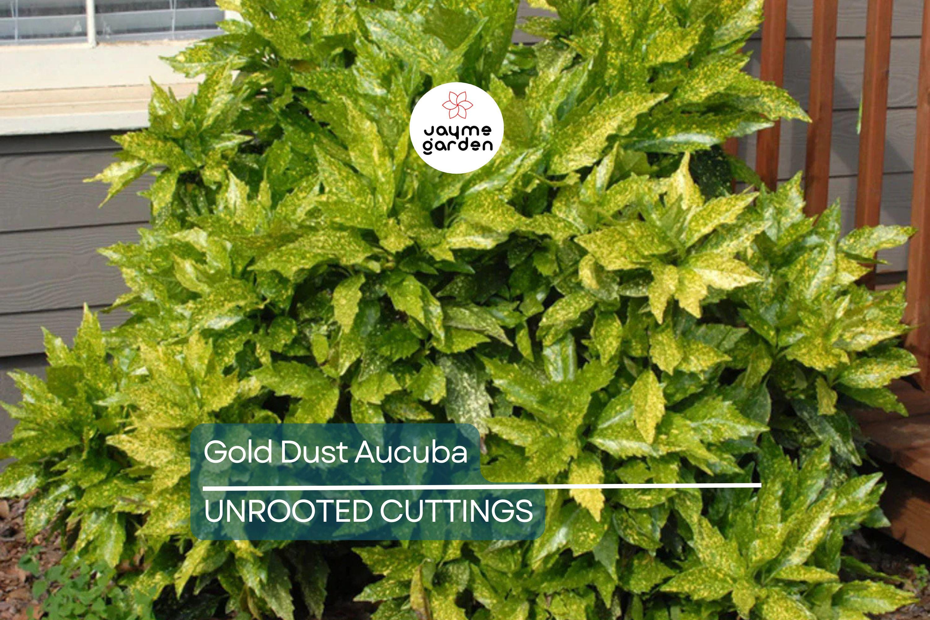 5 Gold Dust Aucuba Shrub Cuttings (6") for Rooting - Green Shrubbery with Speckled Foliage, Easy to Propagate