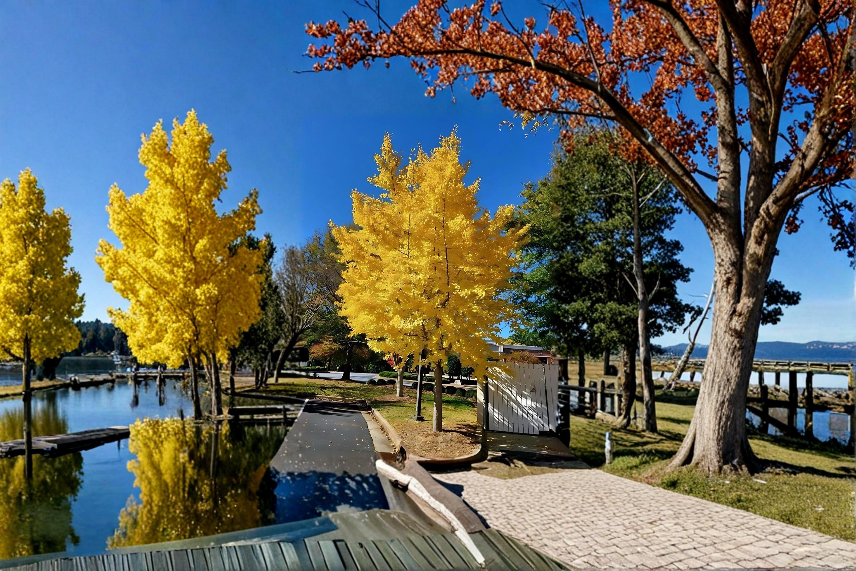 Ginkgo Biloba 1 Live Tree 1–2 ft Tall (Ginkgo biloba) Maidenhair Tree