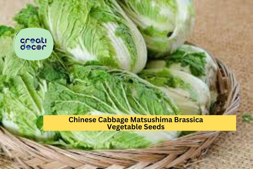 3pcs of 500mg Chinese Cabbage Matsushima Seeds – Crisp, Tender Asian Vegetable for Spring or Fall Garden Planting Seeds for Planting