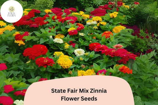 100+ State Fair Mix Zinnia Seeds – Tall Non-GMO Annual Flowers for Garden Planting, Cut Flowers & Borders
