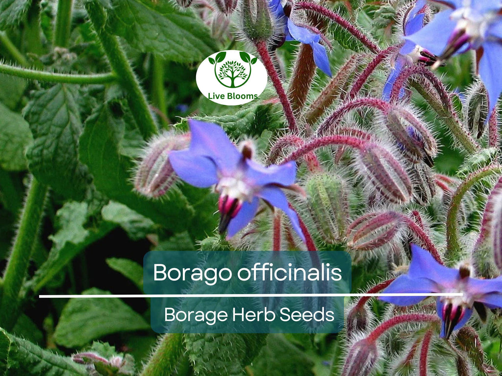 1 Gram Seeds Borage – Borago officinalis Herb for Planting | Edible Flowers, Pollinator Friendly, Easy Garden Herb