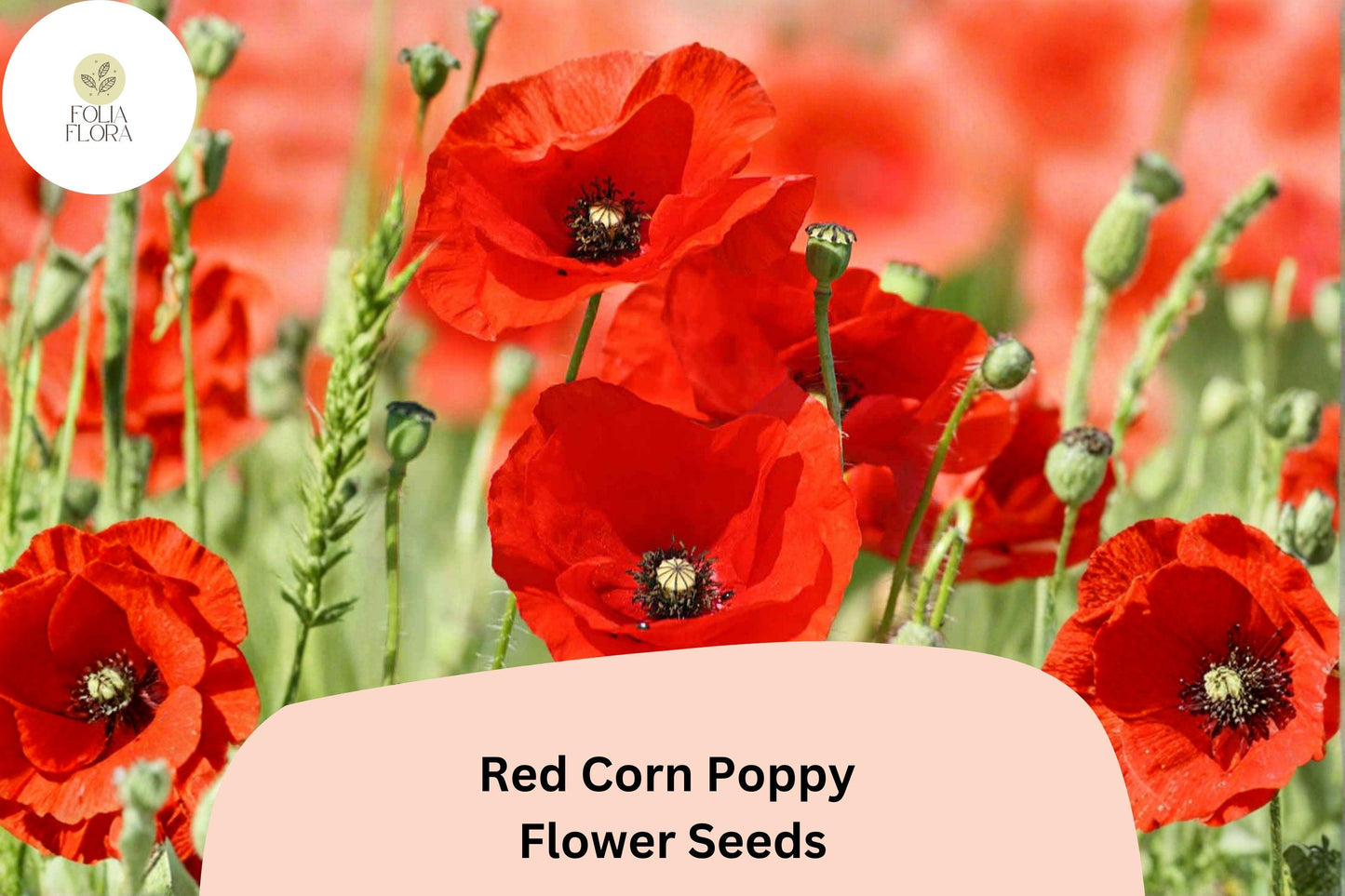 200+ Red Corn Poppy Seeds for Garden Planting – Bright Red Blooms, Easy to Grow Wildflower Perennial