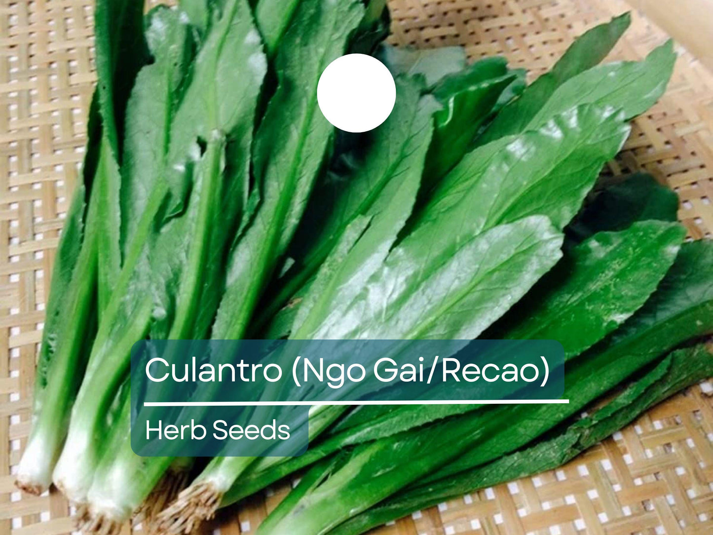 Culantro Ngo Gai Seeds for Planting (100mg) - Vietnamese Recao - Tropical Herb for Soups, Salads, & Culinary Dishes