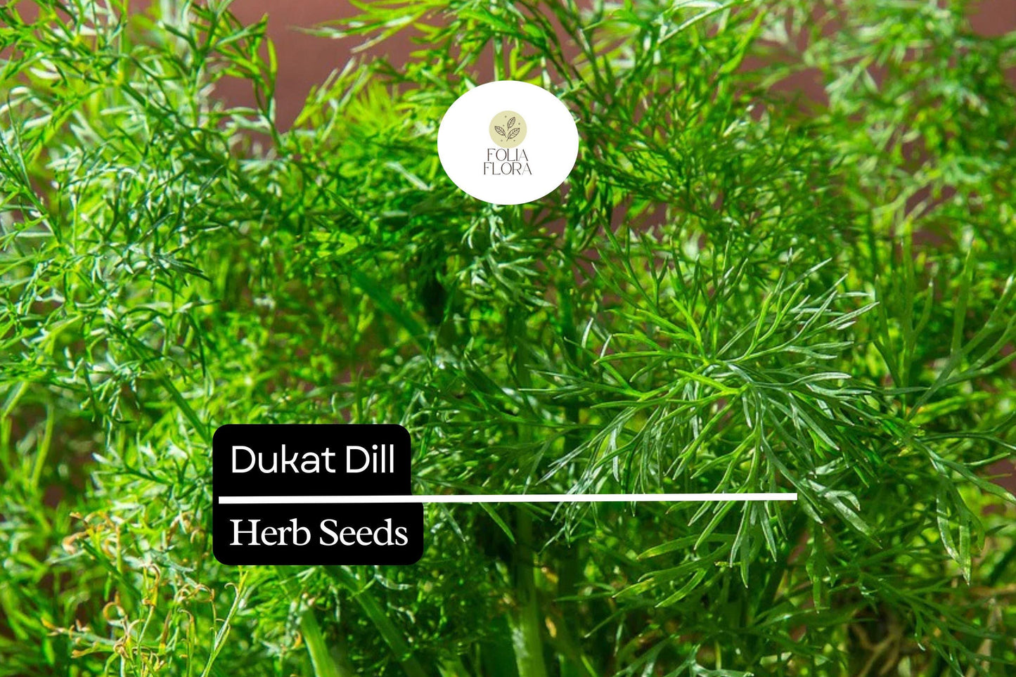 500 Seeds Dukat Dill (Anethum graveolens) – Aromatic Herb for Culinary and Garden Use
