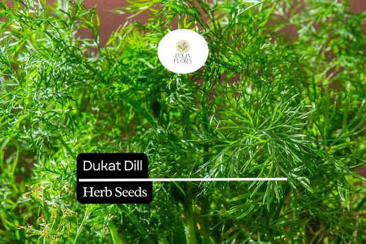 500 Seeds Dukat Dill (Anethum graveolens) – Aromatic Herb for Culinary and Garden Use
