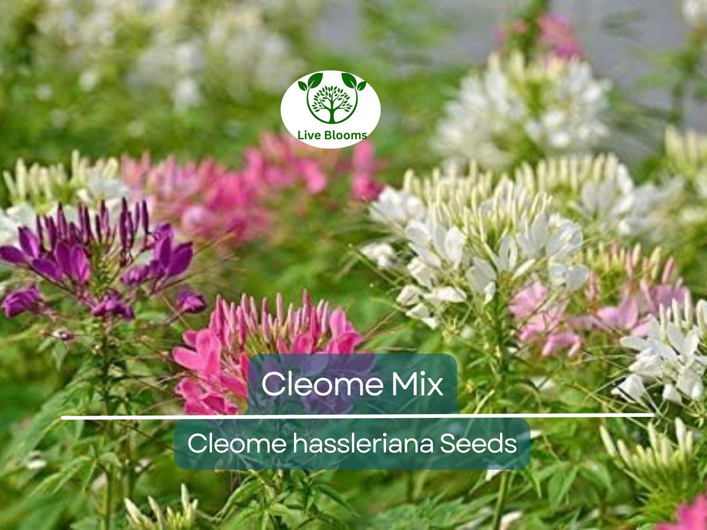 200 Cleome Spider Flower Seeds – Mixed Colors | Cleome hassleriana | Fall Planting | Pollinator Friendly | Non-GMO Wildflower