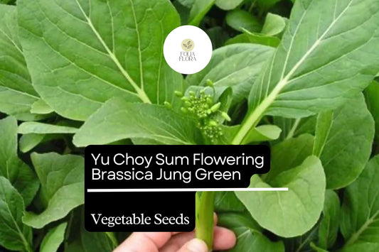 500mg Yu Choy Sum Seeds Brassica rapa Flowering Jung Green for Planting | Heirloom Asian Greens Tender Stalks & Yellow Flowers