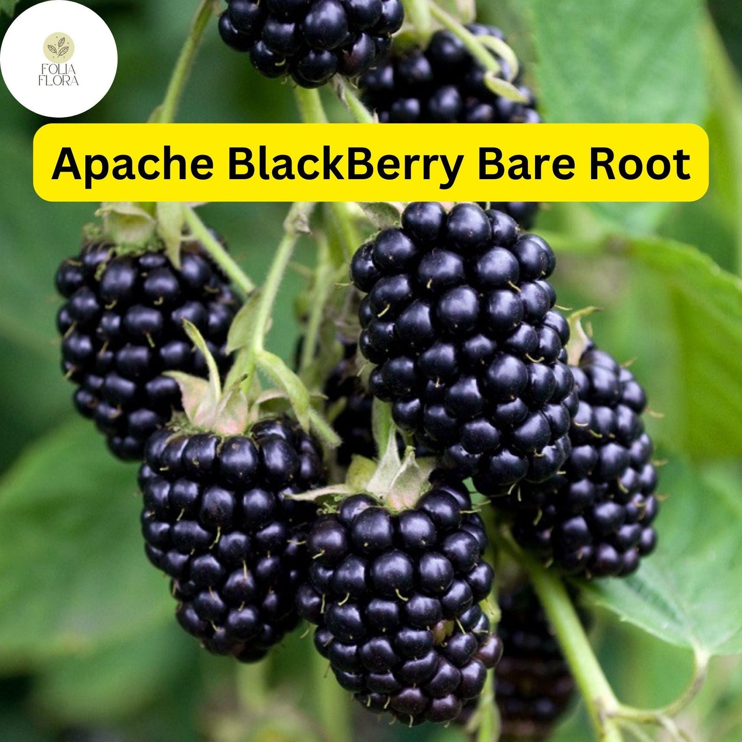 1 Live Bare Root Starter Plant Apache Thornless Blackberry Plant, Rubus, High-Yield Fruit Producer