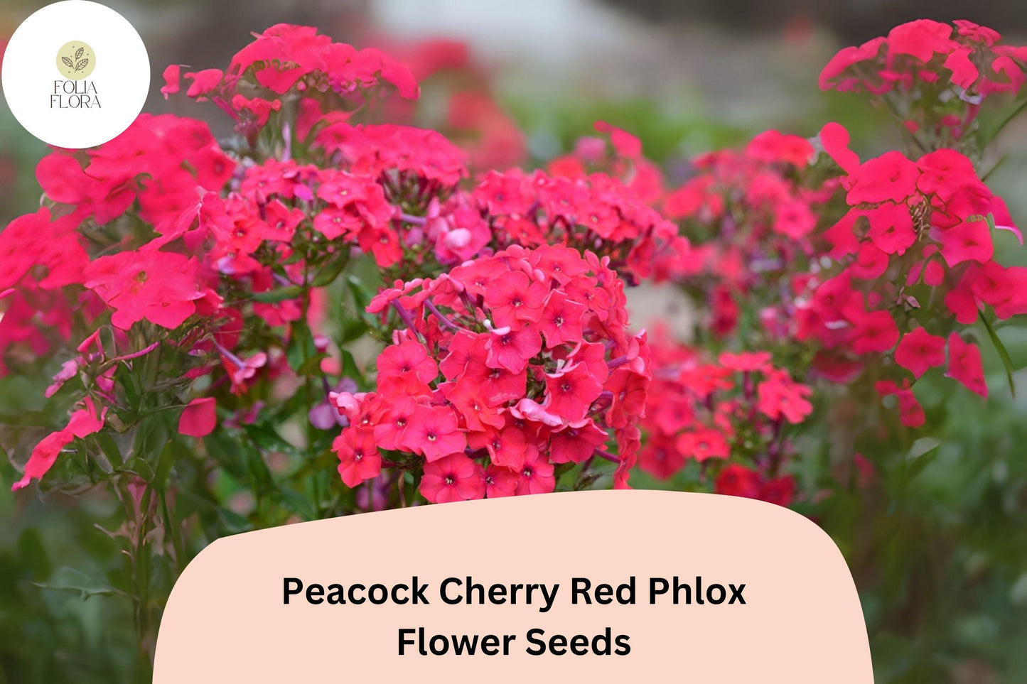 100+ Peacock Cherry Red Phlox Seeds – Bright Red Garden Flowers, Phlox paniculata