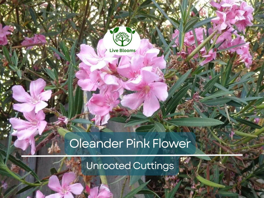 7 Oleander PINK Live Flower Plant Unrooted Cuttings, Nerium oleander, 7" Long, Ready to Root, Easy Propagation, Pink Flowering Shrub Cutting
