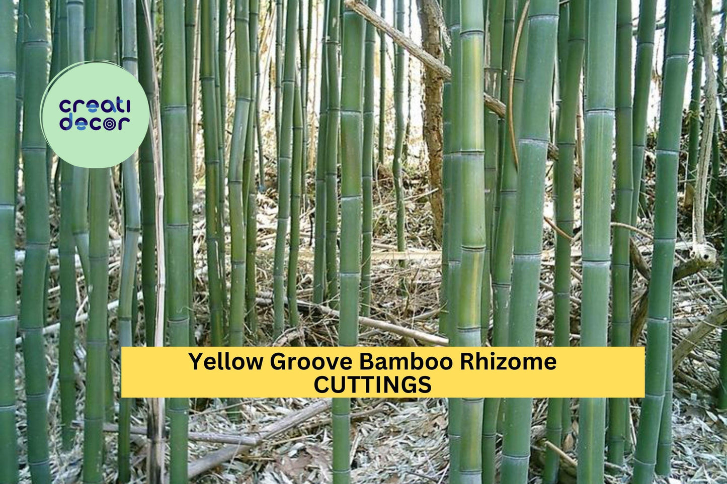 3 Yellow Groove Bamboo Rhizome Cuttings – Phyllostachys aureosulcata | Cold Hardy Bamboo for Zone 5+ | Fast-Growing Privacy Screen