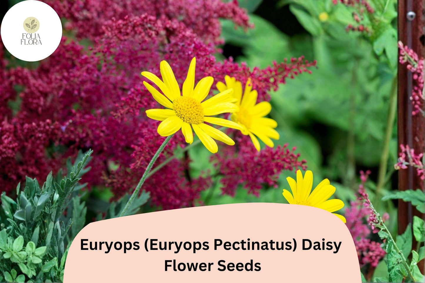 200+ Euryops Daisy Seeds | Euryops pectinatus | Yellow Blooms | Drought-Tolerant Perennial Flower