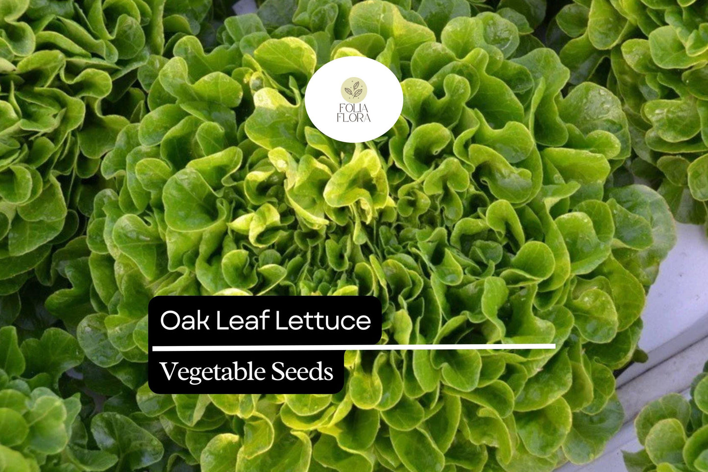 1000 Oak Leaf Lettuce Seeds – Lactuca sativa – Heirloom Loose-Leaf, Tender Texture, Sweet Flavor, Non-GMO, Fast-Growing, Heat-Tolerant