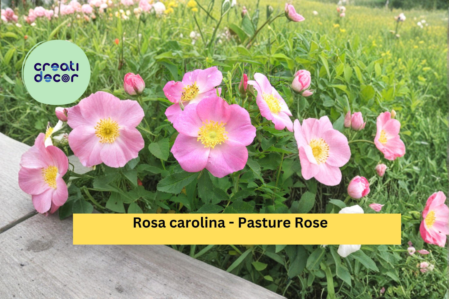 Pasture Rose Seeds Rosa carolina 10 Count Native Pink Wild Rose Garden Shrub Plant Seeds