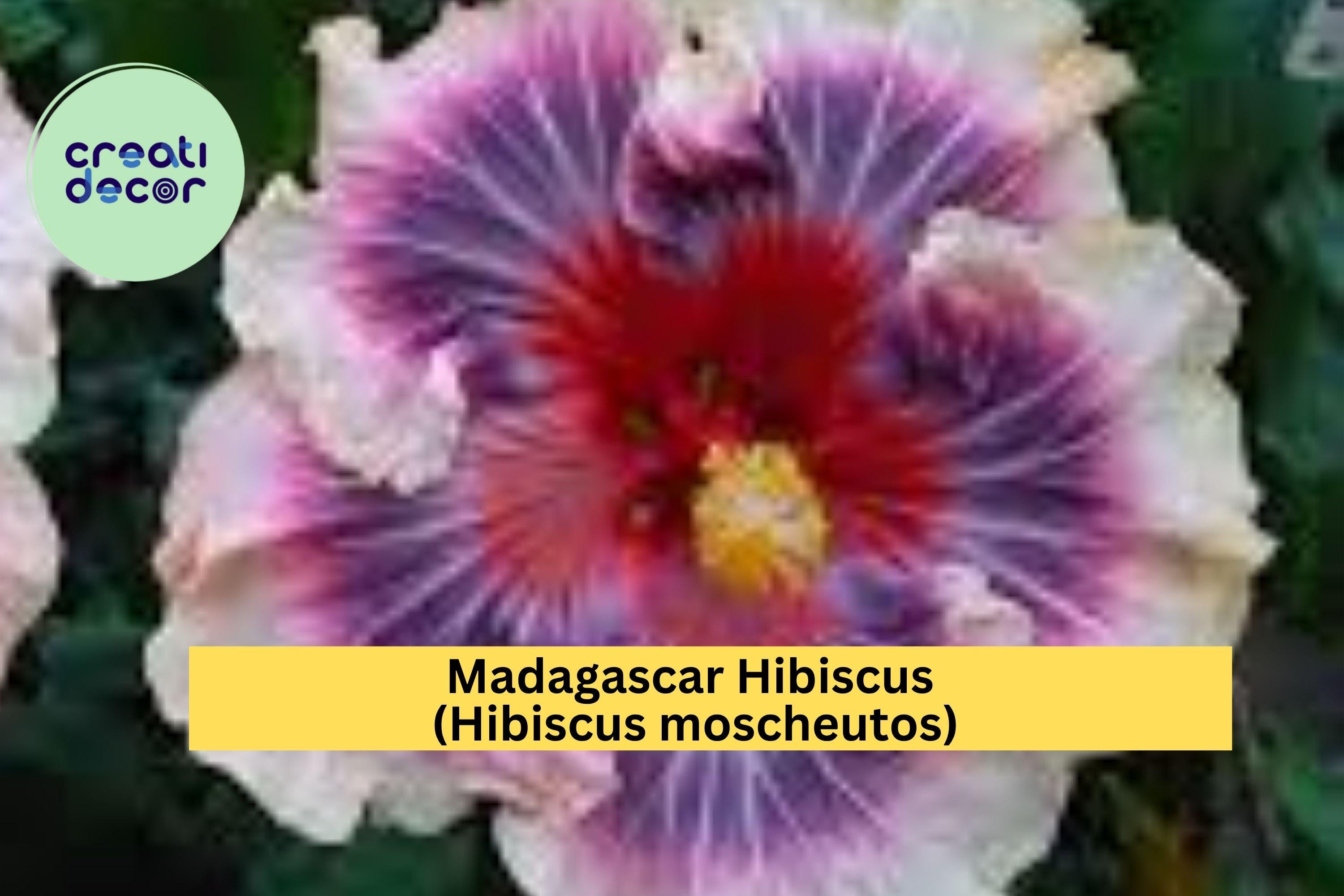 Madagascar Hibiscus Plant – Hibiscus moscheutos – Live Starter Mallow, Hardy Perennial, Large Tropical Blooms, US Grown