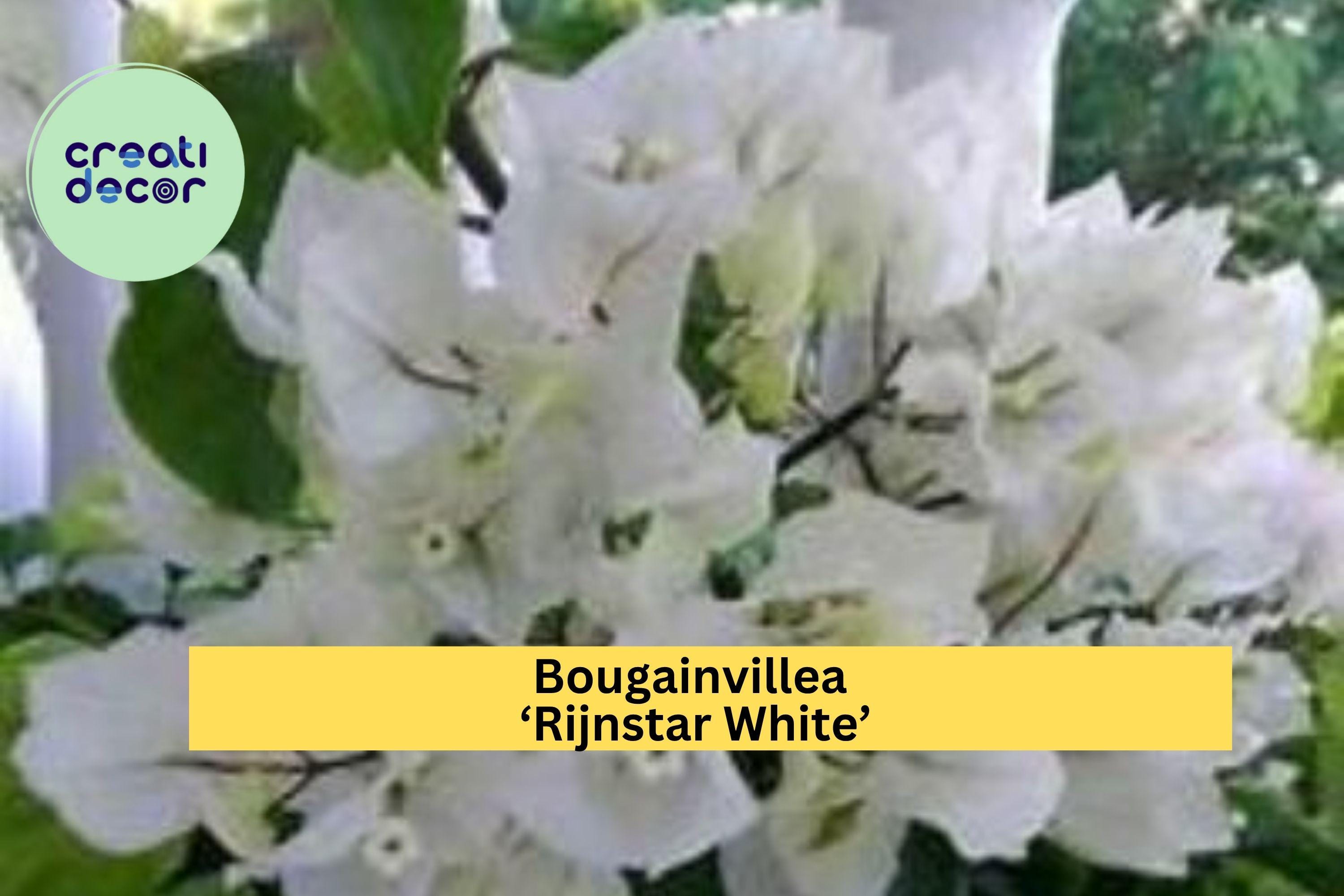 Bougainvillea ‘Rijnstar White’ Live Starter Plug Plant – Well Rooted White Tropical Flower Vine, Fast-Growing Garden Plant Zones 9–11