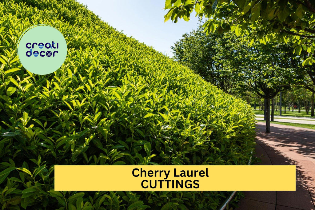 20 Cherry Laurel Cuttings | Prunus Laurocerasus 6-8" Fresh Starter Wood | Privacy Hedge Shrub or Tree for Garden Landscaping
