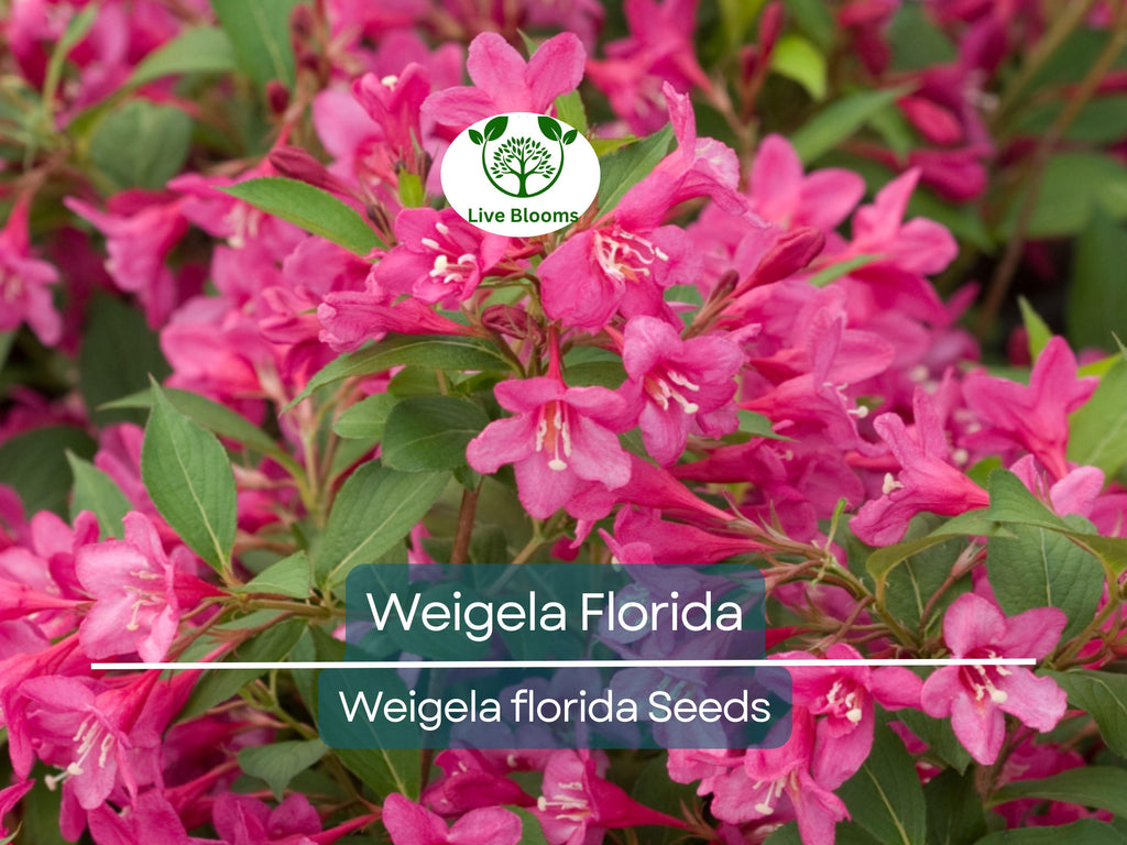 100 Weigela Florida Bush Seeds - Old-Fashioned Pink & White Flower Shrub (Weigela florida) - Hardy, Perennial, Beautiful Garden Shrub