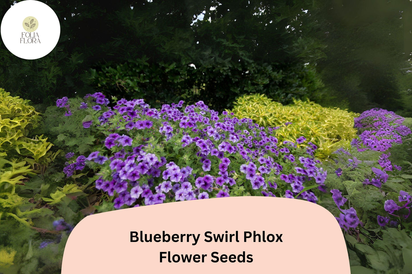 100+ Blueberry Swirl Phlox Seeds for Planting | Phlox drummondii Annual Flower Seeds | Purple & White Blooms for Garden Beds
