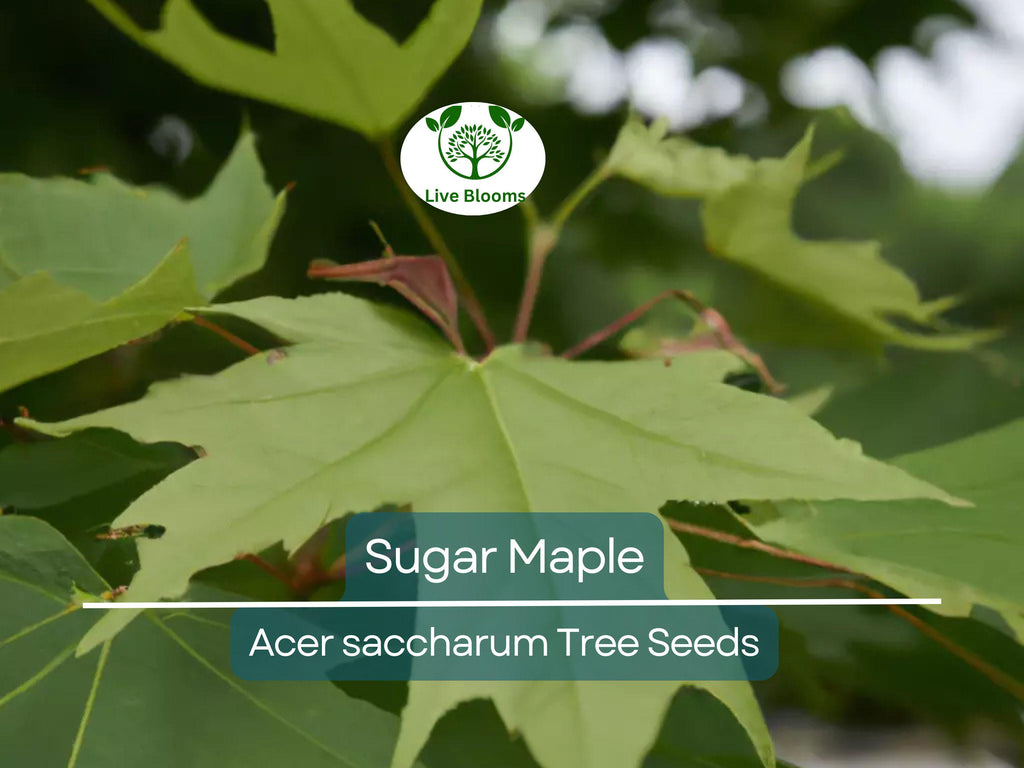 10 Sugar Maple Tree Seeds (Acer saccharum), Fall Color, Edible Maple Syrup Source, Hardy, Shade Tree, Perfect for Landscaping & Gardening
