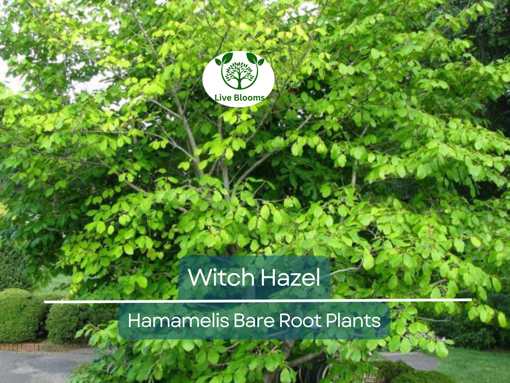 3 Witch Hazel Shrubs – Hamamelis virginiana 12–18” Bare Root Plants – Native Fall-Blooming Perennial for Wildlife & Shade