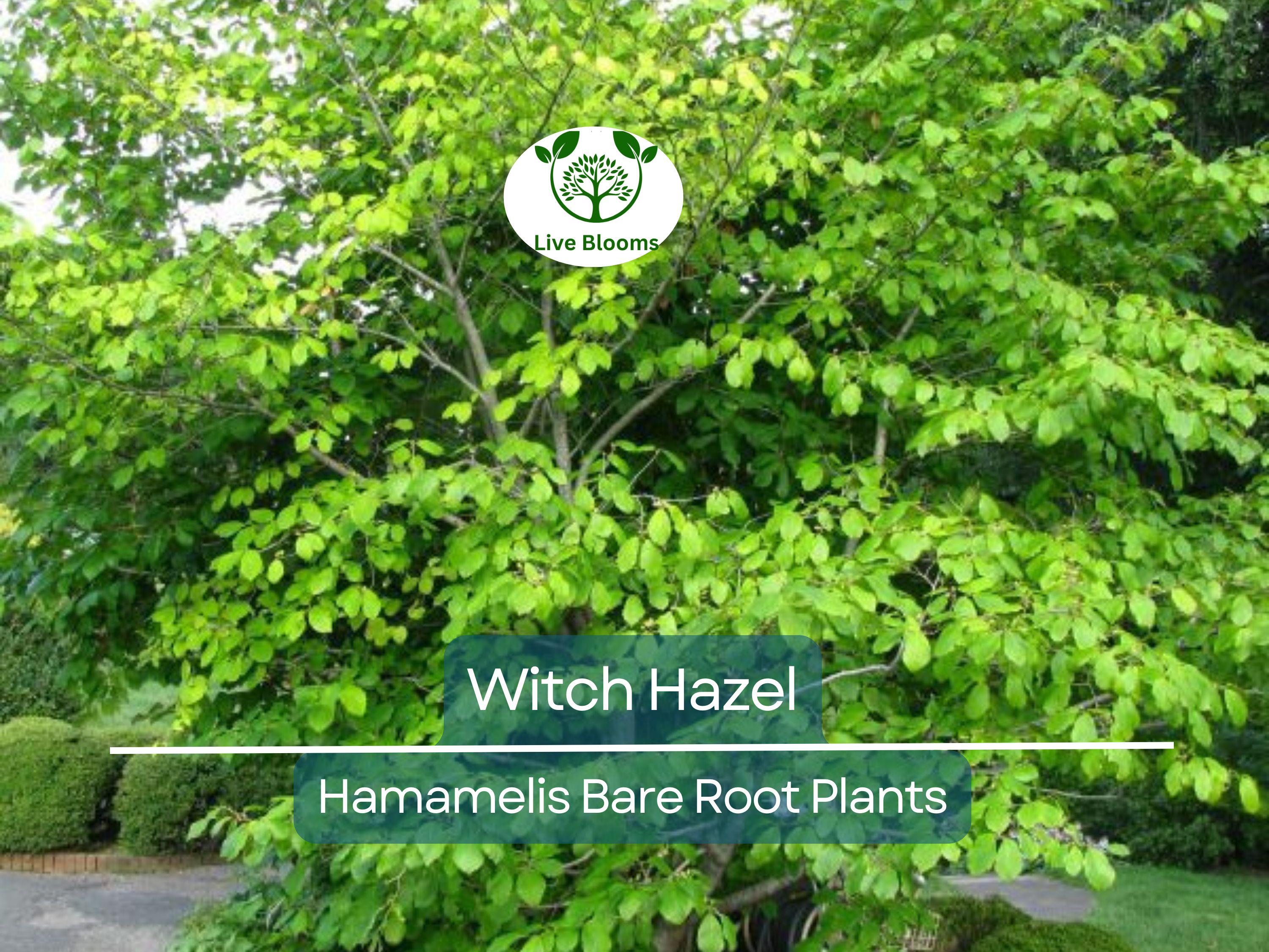 3 Witch Hazel Shrubs – Hamamelis virginiana 12–18” Bare Root Plants – Native Fall-Blooming Perennial for Wildlife & Shade