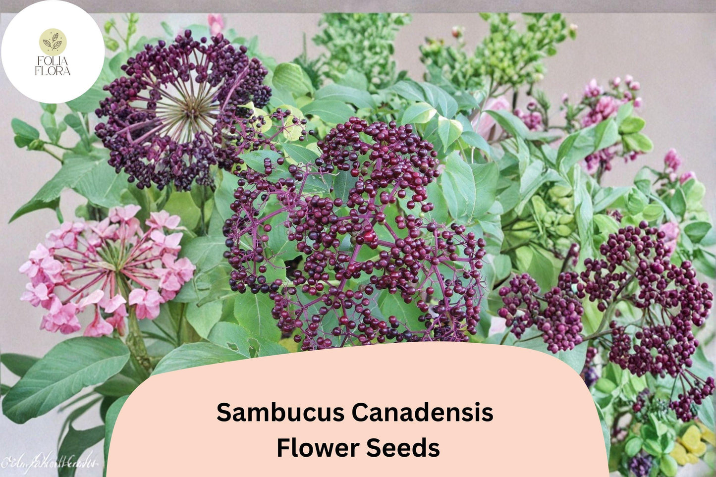 100 Sambucus canadensis Seeds | American Elderberry | Native Shrub for Wildlife & Garden Planting