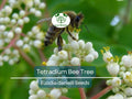 20 BEE TREE SEEDS (Euodia danielli) | Tetradium, Rare, Superior Honey, Pollinator-Friendly Tree, Attract Bees, Fast-Growing