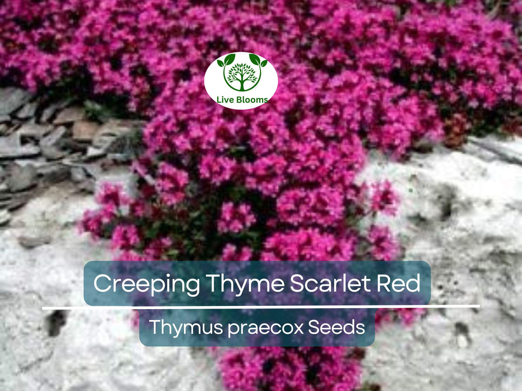 1000 Seeds Creeping Thyme Scarlet Red Ground Cover, Perennial, 4" Height, Perfect for Rock Gardens, Low Maintenance, Drought-Tolerant