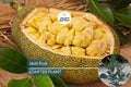 Jackfruit Tree 1′-2′ Live Starter Tropical Fruit Tree | Artocarpus heterophyllus | Nutritious, Versatile, Sustainable | Vegan-Friendly