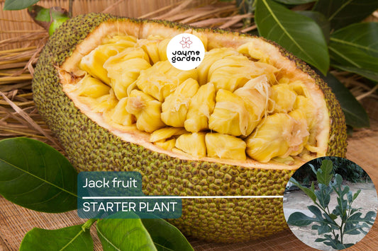 Jackfruit Tree 1′-2′ Live Starter Tropical Fruit Tree | Artocarpus heterophyllus | Nutritious, Versatile, Sustainable | Vegan-Friendly