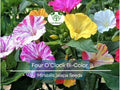 25 Seeds Four O’Clock Bi-Color – Mirabilis jalapa – Heirloom Non-GMO Annual or Perennial – Hummingbird & Pollinator Favorite