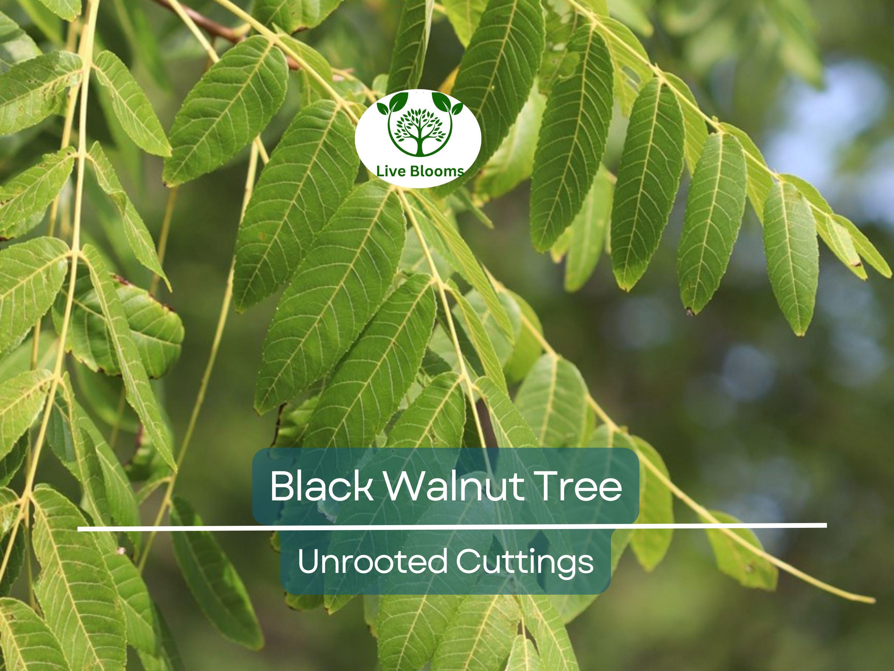16 Black Walnut Tree Unrooted Cuttings - Juglans Nigra, Edible Nut, Wildlife-Friendly, Propagation Cuttings for Growing, Hardy Tree Scions