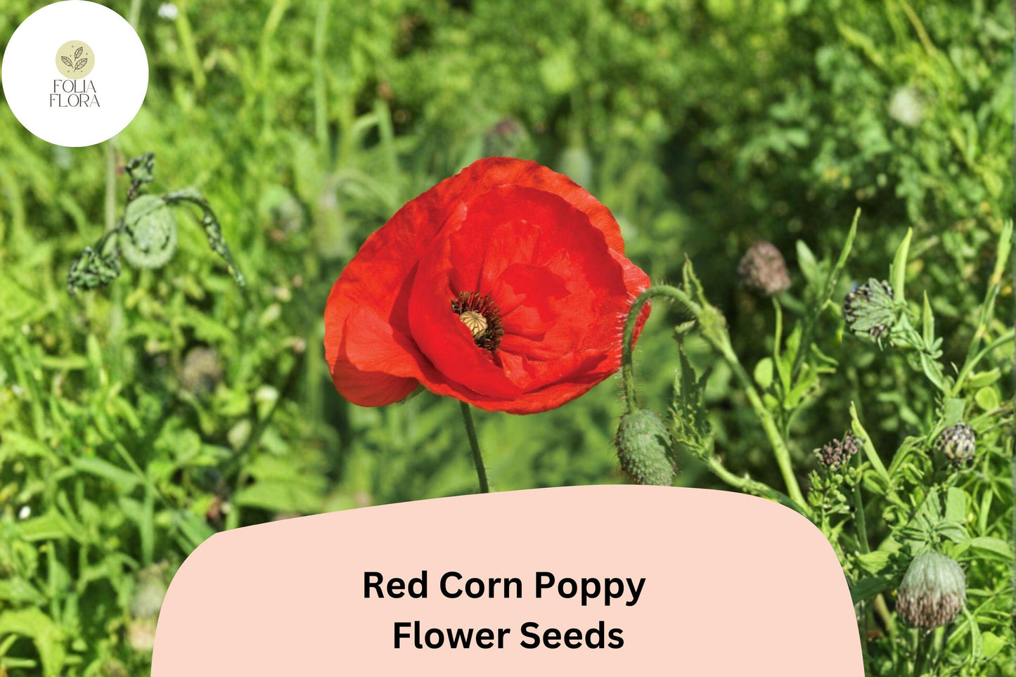 200+ Red Corn Poppy Seeds for Garden Planting – Bright Red Blooms, Easy to Grow Wildflower Perennial