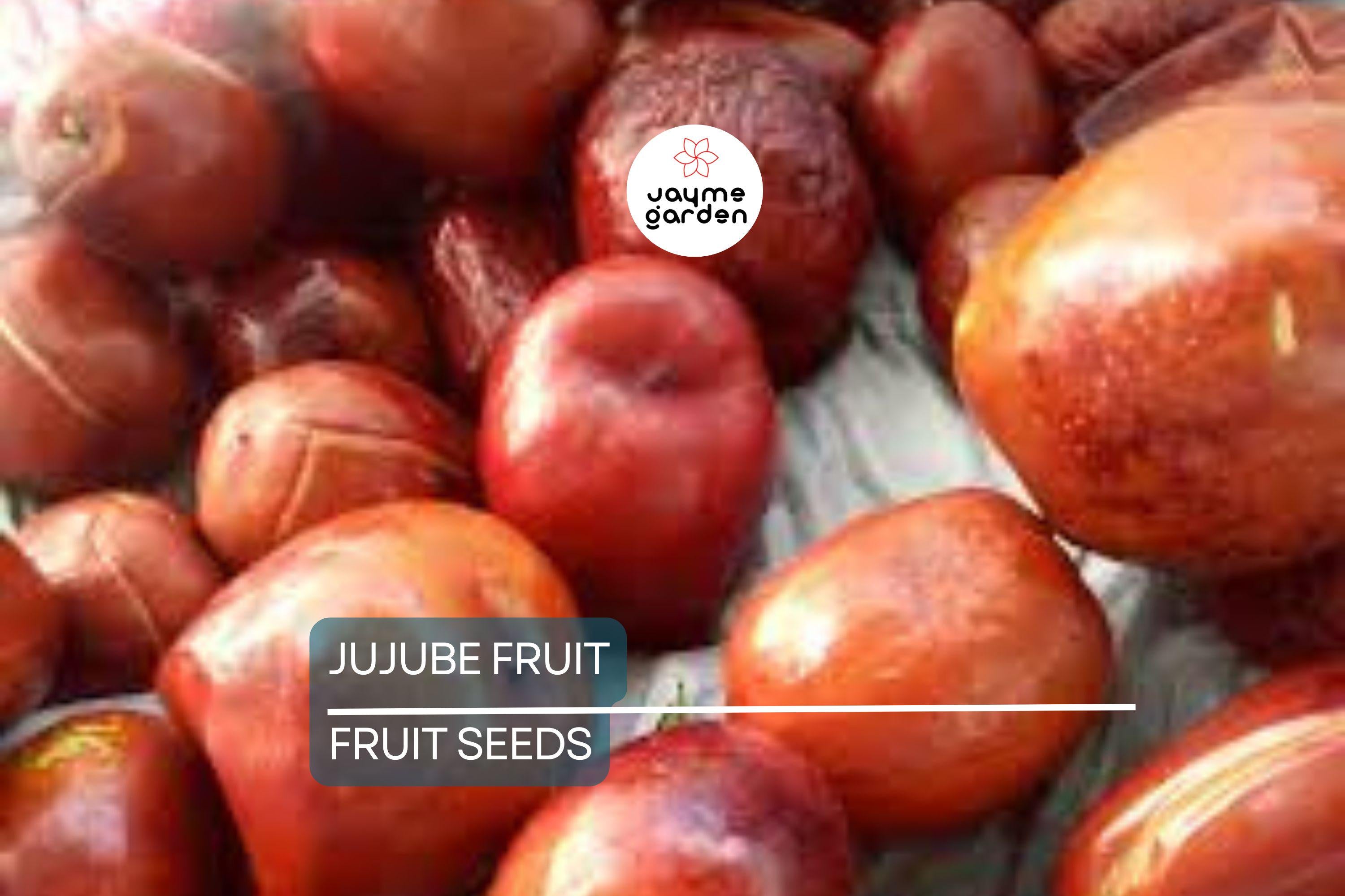 10 Jujube Fruit Tree Seeds (Ziziphus jujuba) – Red Chinese Date, Fast Hardy, 30-40ft Mature Height