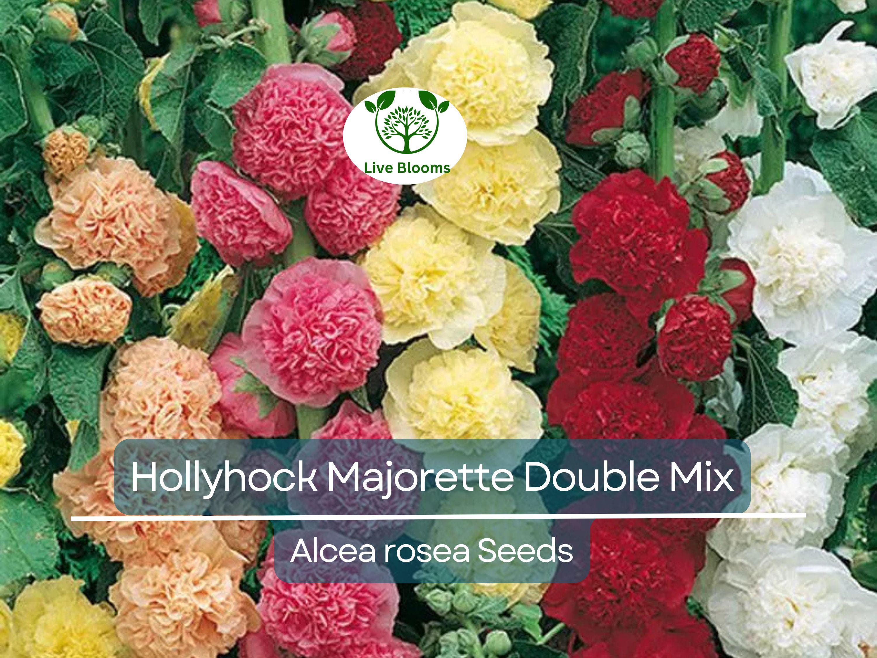 50 Seeds Hollyhock Majorette Double Mix - Dwarf Biennial, Non-GMO, Pollinator-Friendly, Vibrant Double Blooms, for Gardens (Alcea rosea)