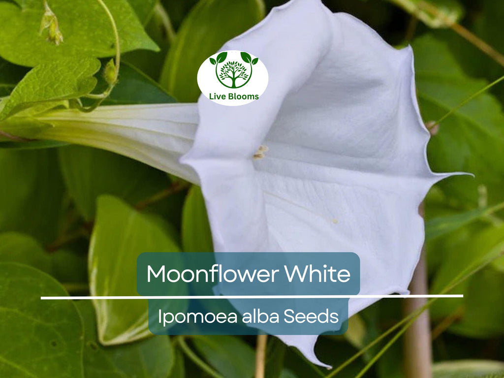 25 Seeds MOONFLOWER WHITE, Night Flowering Vine, Ipomoea alba, Moths Pollinate, Fragrant, Non-GMO, Beautiful Evening Blooms